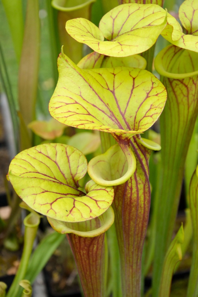 Sarracenia du matin Sarrac14