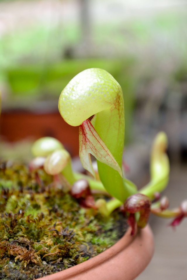 Sarracenia du matin Sarrac15