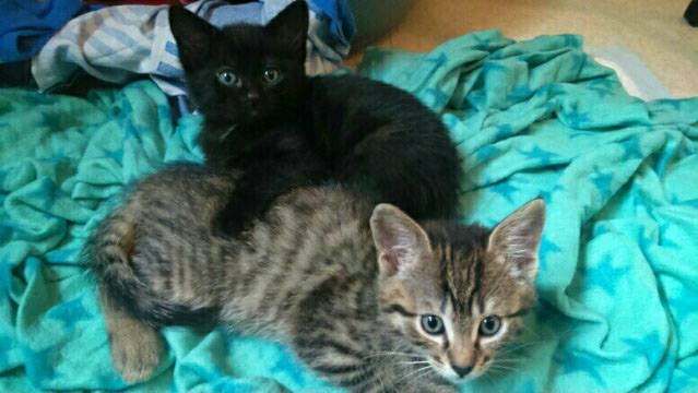 PRINCESSE (noire) et ses chatons Chipie12