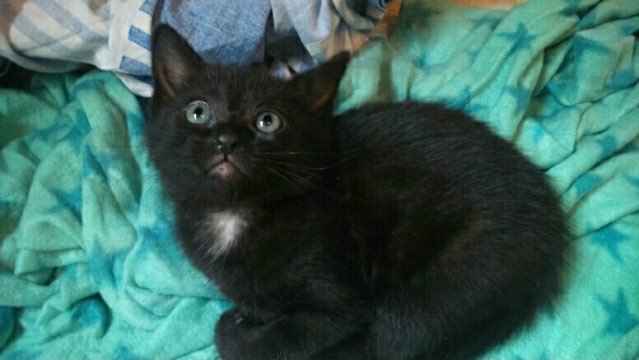 PRINCESSE (noire) et ses chatons Radja_10