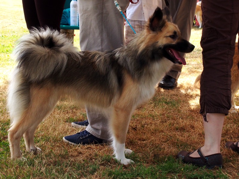 Paris Dog Show 8-9-10 Janvier 2016 - Page 2 2611