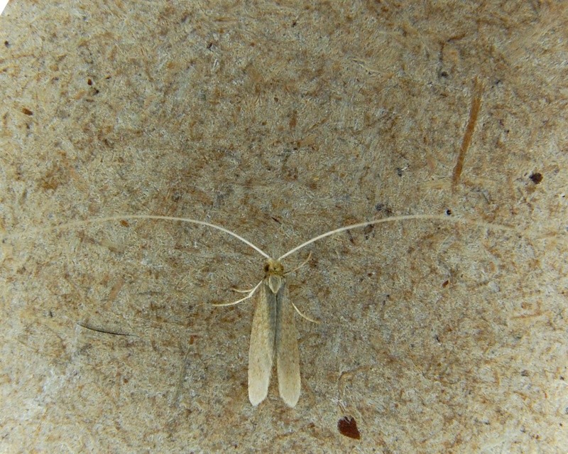 Nemophora metallica [nematopogon sp.] 21_1110