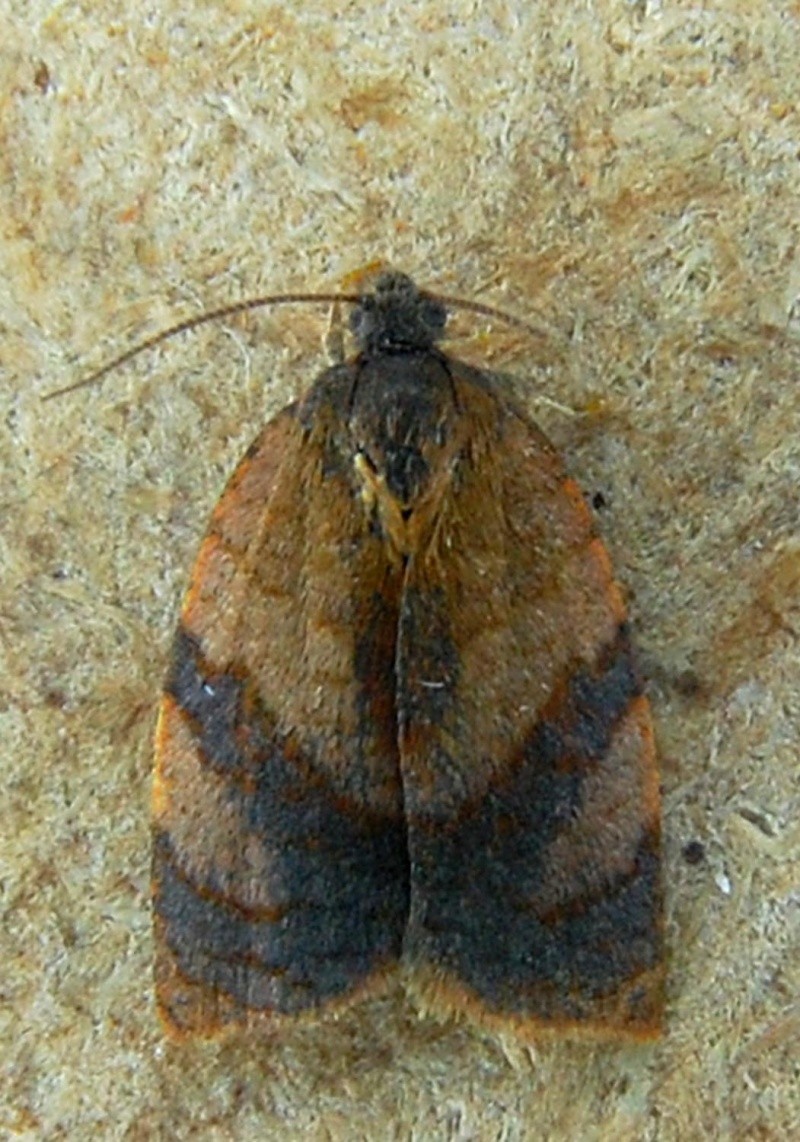 Série micros juin 2015 La Richardais [agonopterix sp.,archips xylosteana,archips podana,cacoecimorpha pronubana,caloptilia sp.,Chrysoteuchia culmella,crambus perlella,nemophora degeerella] 21_410