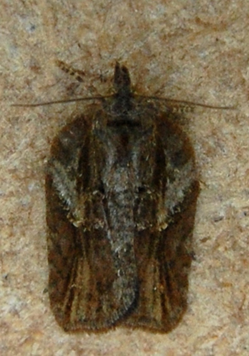 EPINOTIA - Micros fin mai 2015 : Alabonia, Ditula, Notocelia, Carcina, Pandemis, Acleris, Rhopobota, Celypha, Cnephasia, Olindia, Glyphipterix, Epinotia  2510