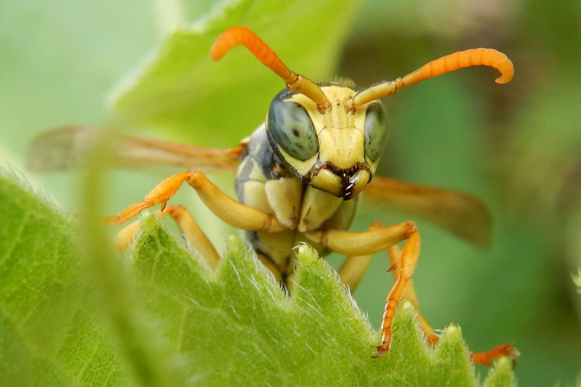 Polistes sp/ guêpe poliste 001_b11