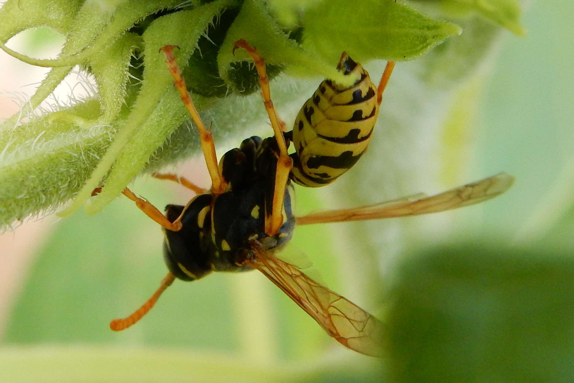 Polistes sp/ guêpe poliste 003_b11