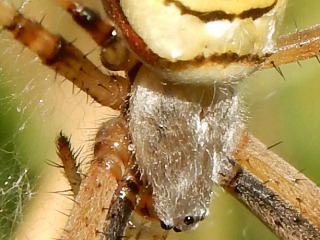 Argiope bruennichi (Scop. 1772) argiope frelon prépare Noêl 00910