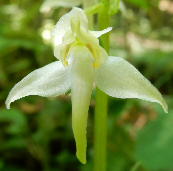 [résolu]platanthera chlorantha (Custer) Rchb., 1828 orchis verdâtre 059_fo10