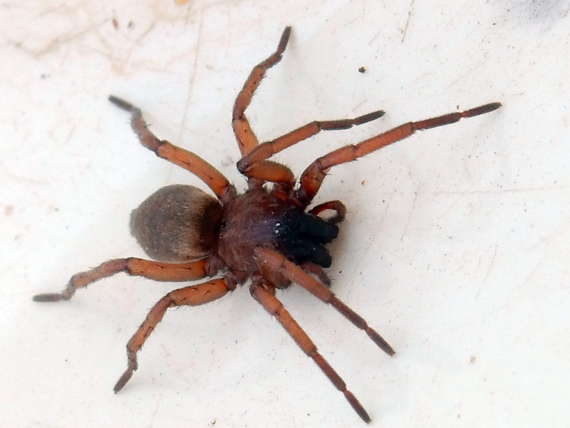 [résolu]Drassodes sp. (Gnaphosidae) une araignée qui a du bol 073_fo10