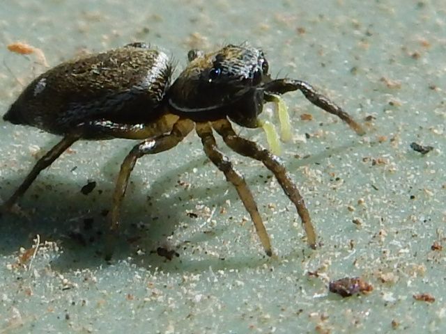 araignée du jour n°1 Une petite saltique sympathique Araign20