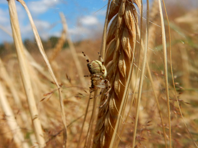 araneus quadratus Clerck 1757 épeire à 4 points Araign24