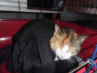 Miss Piggy/Etoile cherche une famille d'accueil --> est retournée à sa vie de chatte libre, sous l'oeil bienveillant de Pauline et Catherine P5300812
