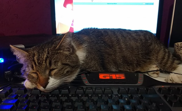 felin tacheté en 4 lettres