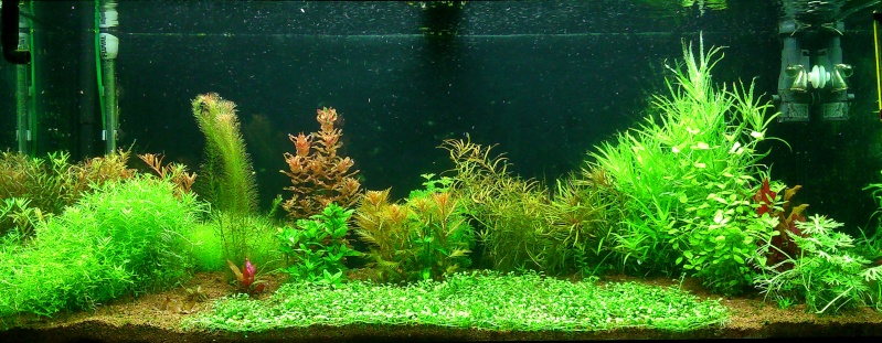 Ma passion pour les plantes aquatiques! - Page 3 Hollan10