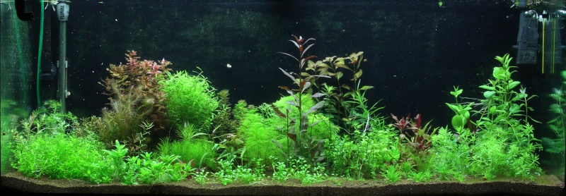 Ma passion pour les plantes aquatiques! - Page 4 Img_4113