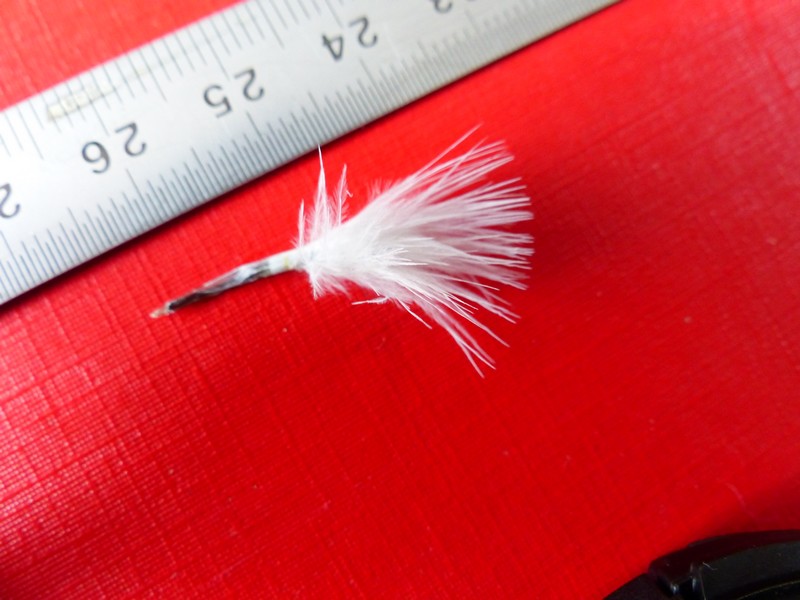 Petite plume blanche Copie_32