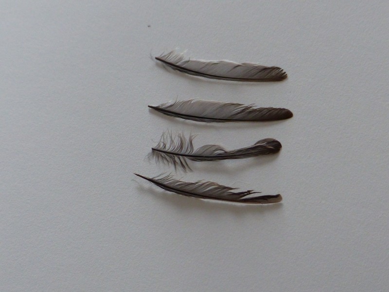 4 plumes du même oiseau trouvées dimanche au parc P1310610