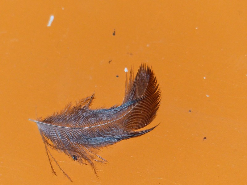 Petite plume avec son bout marron P1310615