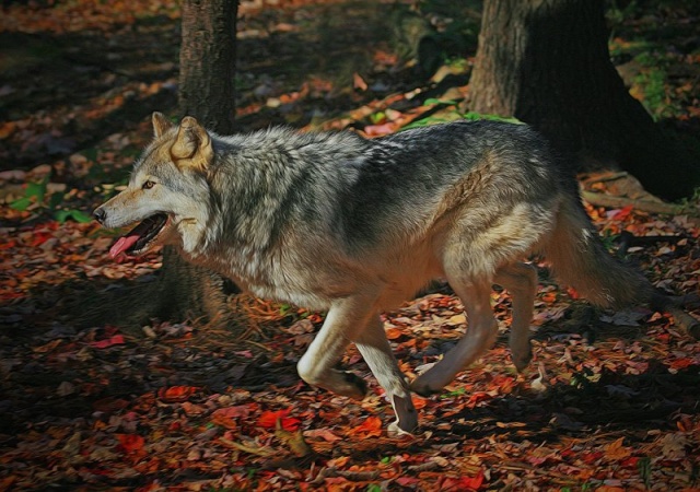 WOLVES: Subspecies 10477510