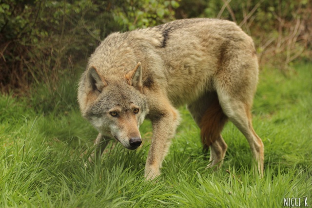 A Guide to Wolf Subspecies 2014ap10