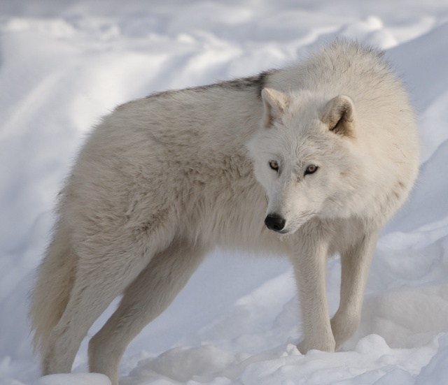 A Guide to Wolf Subspecies Arctic10