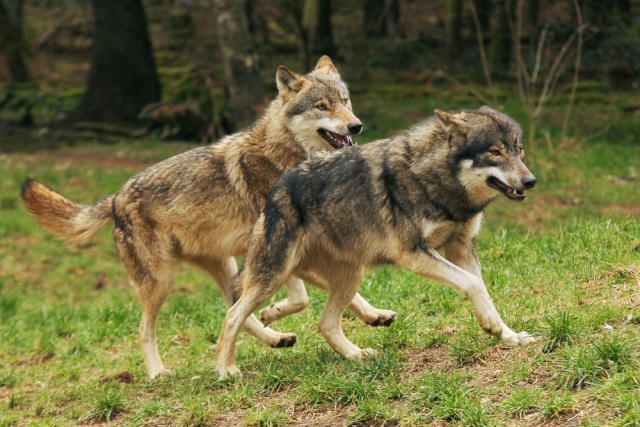 WOLVES: Subspecies Eek7bo11