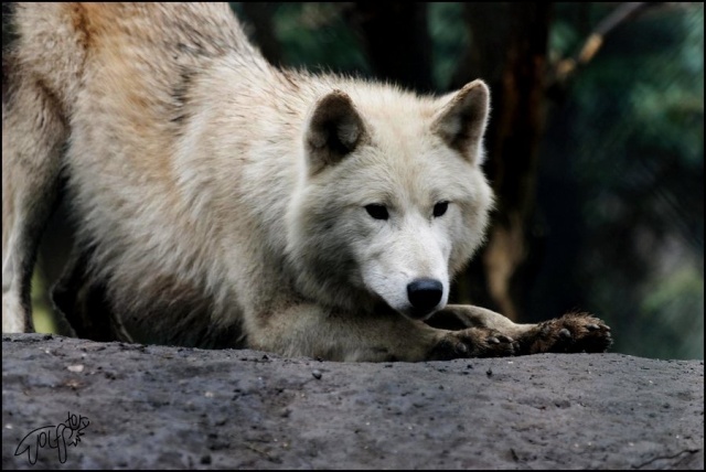 A Guide to Wolf Subspecies Hudson11