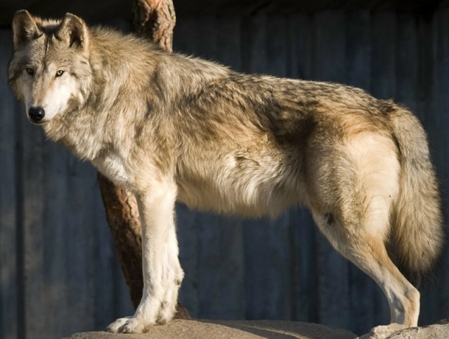 WOLVES: Subspecies Macken10