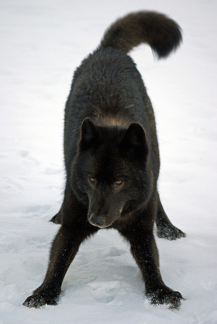 WOLVES: Subspecies Tumblr10