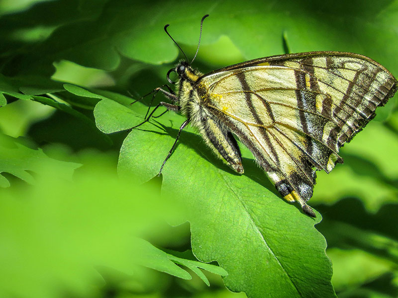 Papillons Img_2210