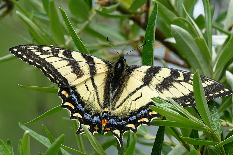 Papillon Tigré du Canada P1080310