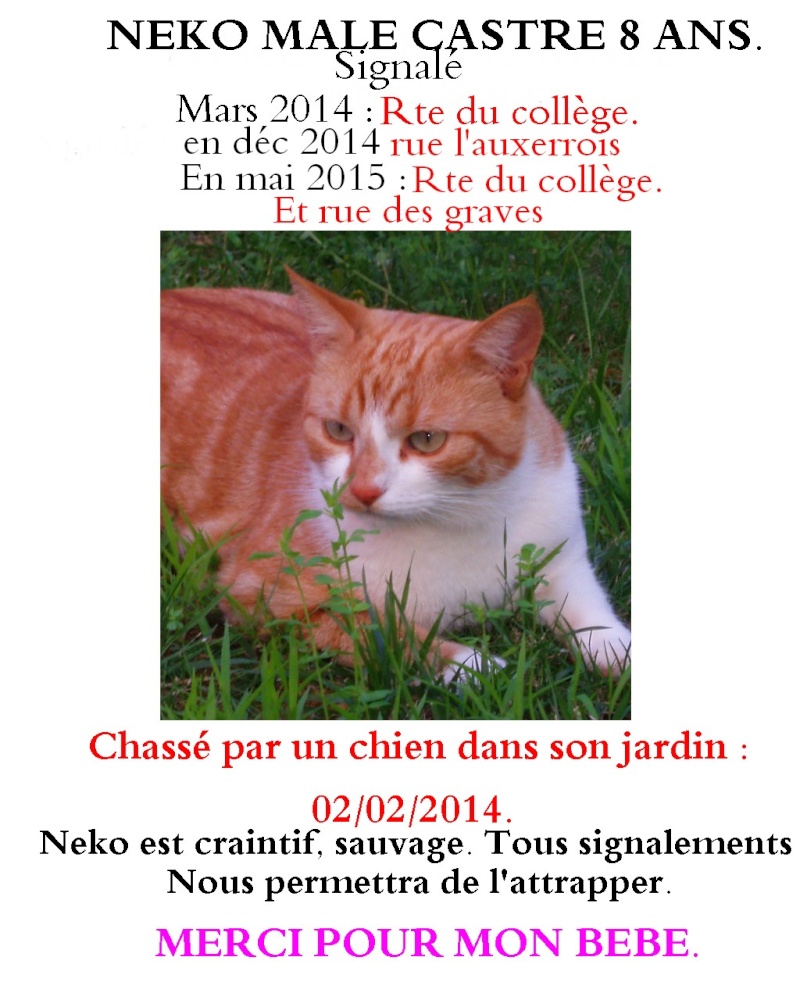 NEKO CHAT PERDU BEGOUX CAHORS LOT Sans_t10