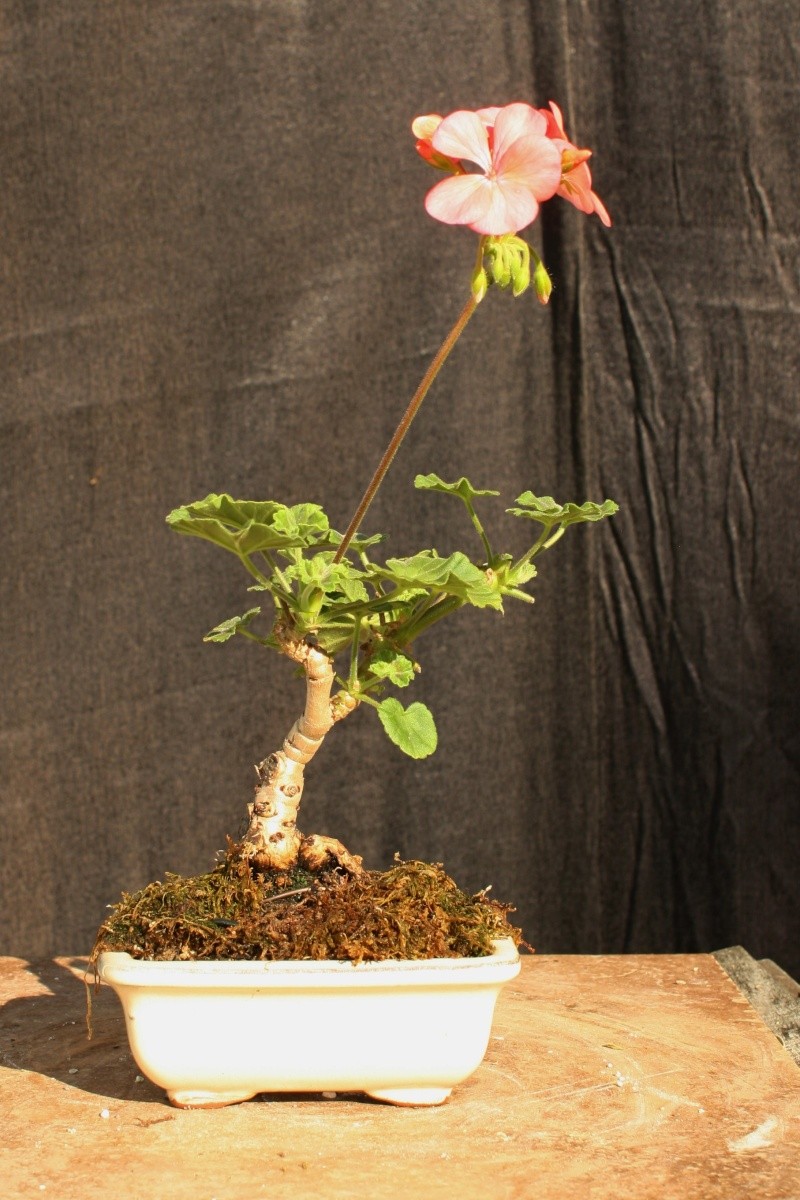 Geranium "bonsai-like" bonsai Summer10