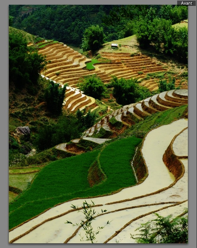 rizières à SAPA - Nord Vietnam 16221910