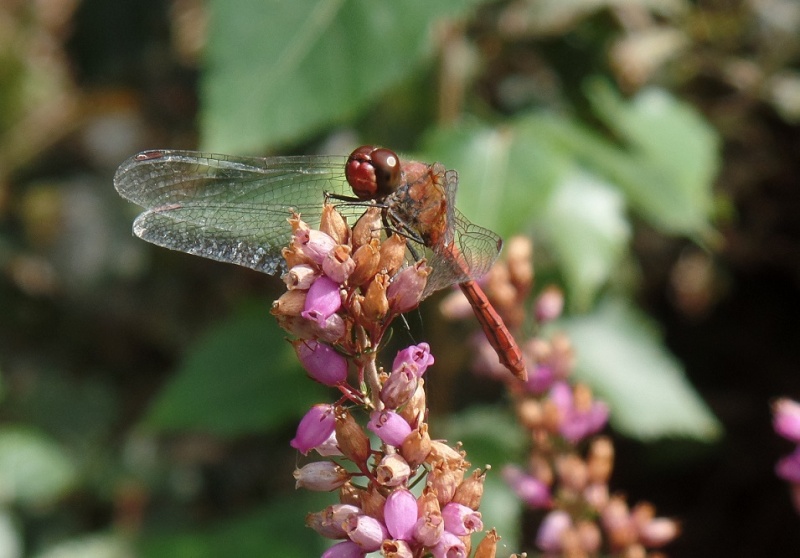 [Sympetrum sanguineum] Sympetrum ? Sympet11