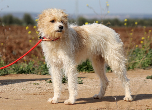 AIRE - x griffon 4 ans - Asso Une Histoire de Galgos - Extramadure (Espagne) Aire_810