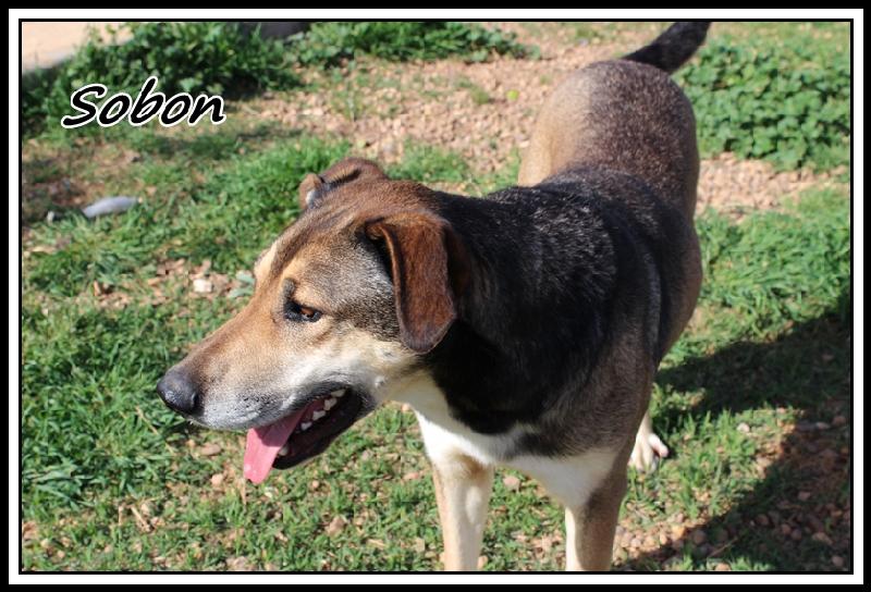 SOBON - x 7 ans - (5 ans de refuge) Une Histoire de Galgos - Castilla la Mancha (Espagne) Sobon510