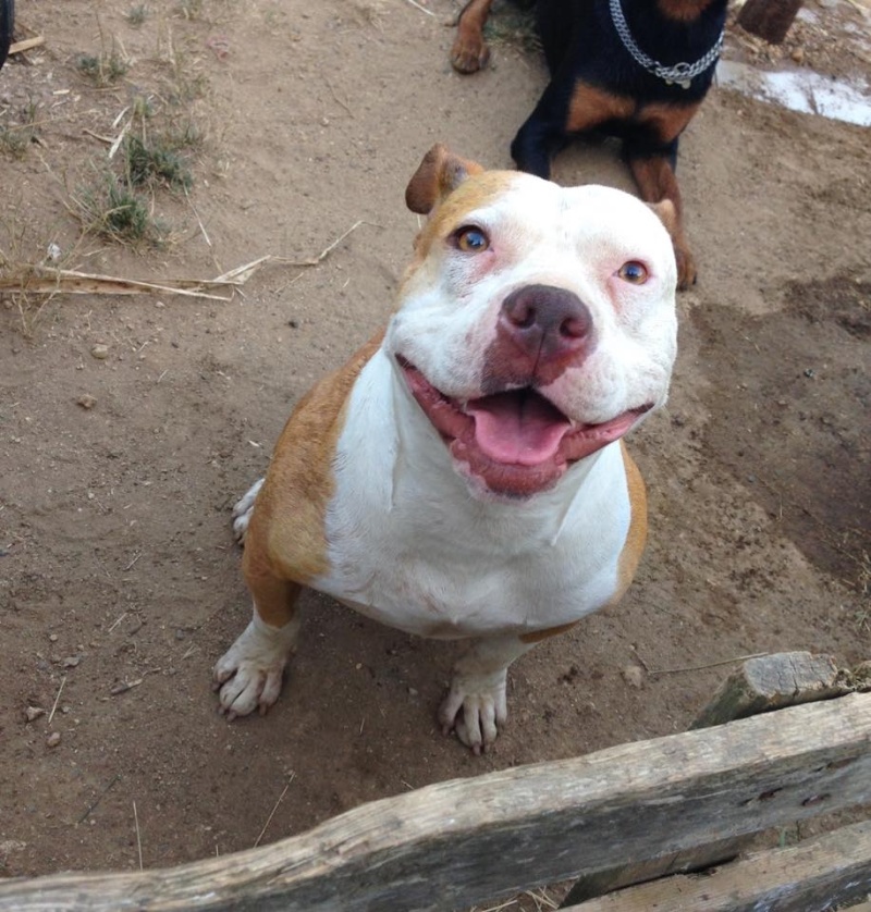 Haïka, ma Staffounette au large sourire !  11758910