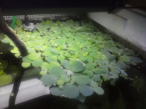 [Mon 1er aquarium] Questions éclairage, plantes aquatique et filtre  11037710