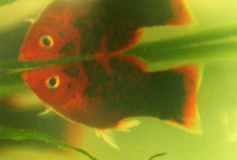 Platy mâle inactif 14367210