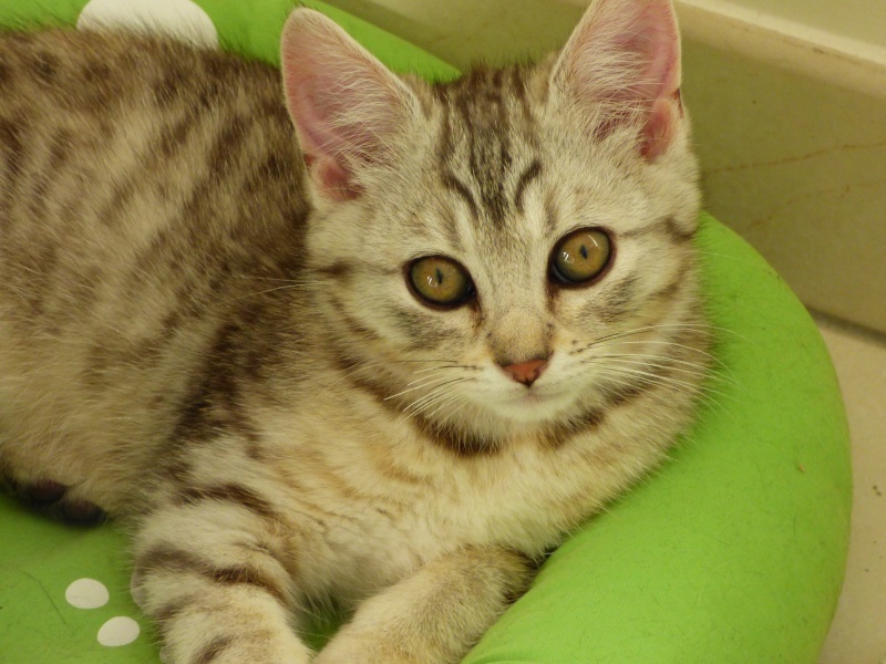 Athènes, chaton femelle beige tigrée, née le 22 avril 2015 Athene10
