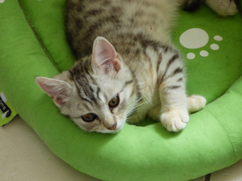 Athènes, chaton femelle beige tigrée, née le 22 avril 2015 Athene13