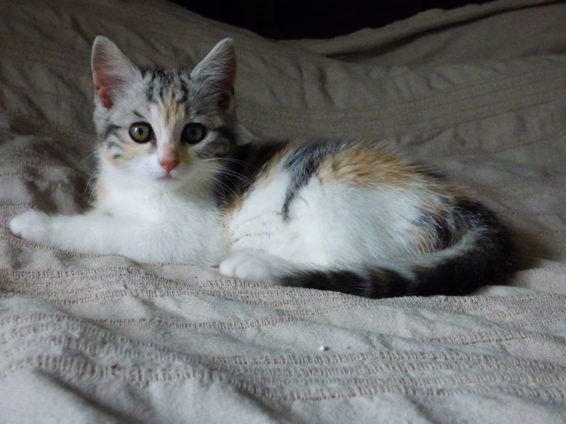 Delphes, chaton femelle tricolore, née le 22 avril 2015 Delphe10
