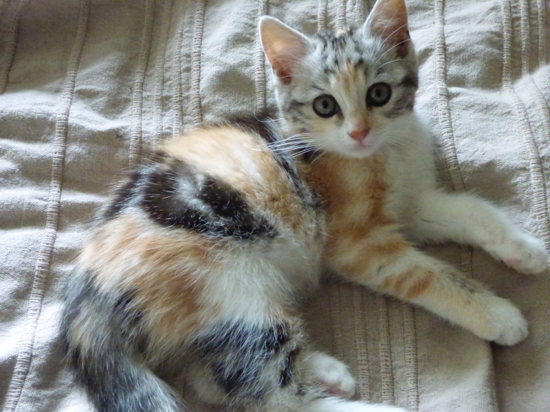 Delphes, chaton femelle tricolore, née le 22 avril 2015 Delphe11