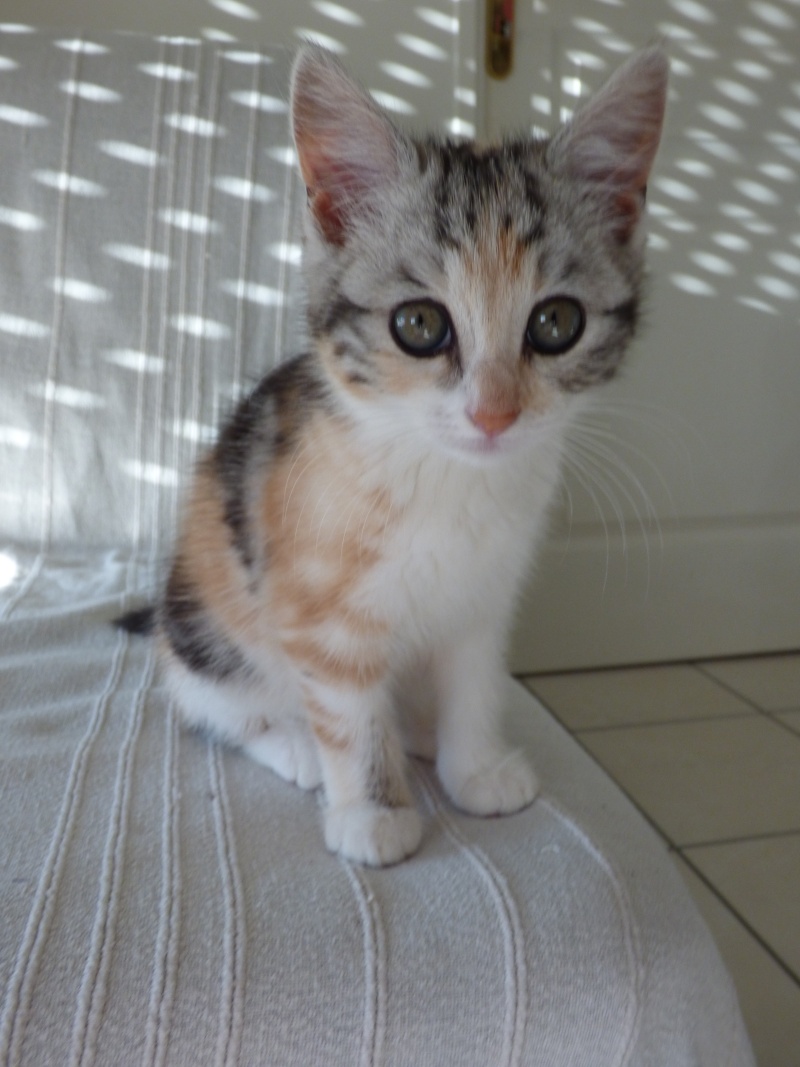 Delphes, chaton femelle tricolore, née le 22 avril 2015 Delphe12