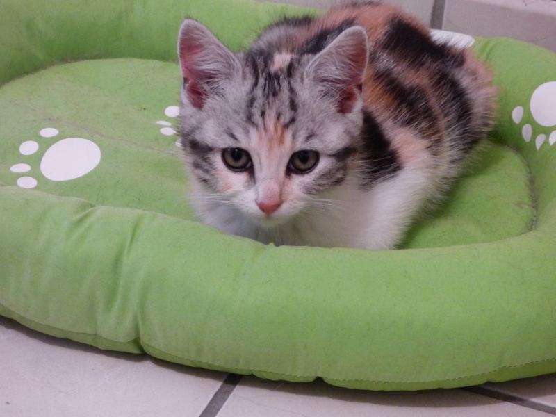 Delphes, chaton femelle tricolore, née le 22 avril 2015 Delphe13