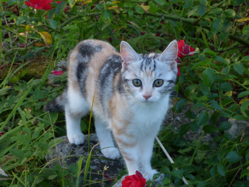 Delphes, chaton femelle tricolore, née le 22 avril 2015 Delphe14