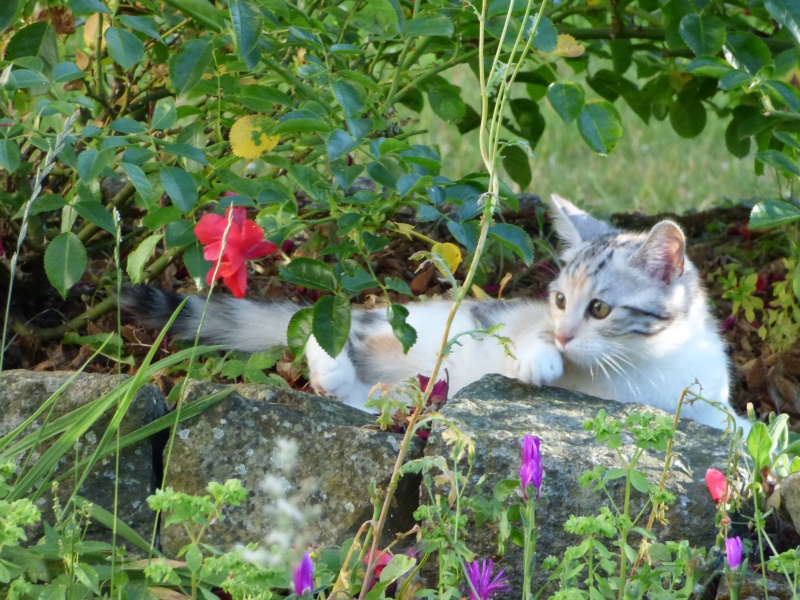 Delphes, chaton femelle tricolore, née le 22 avril 2015 Delphe15