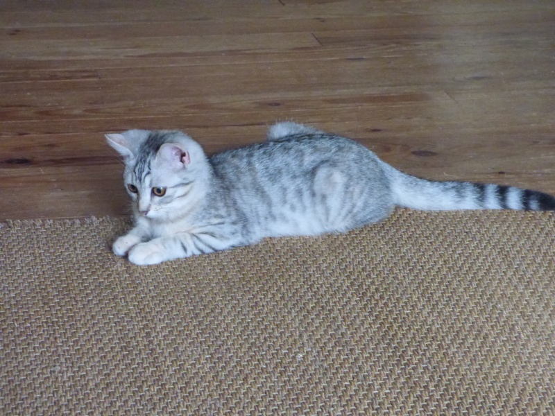 Athènes, chaton femelle beige tigrée, née le 22 avril 2015 P1000813
