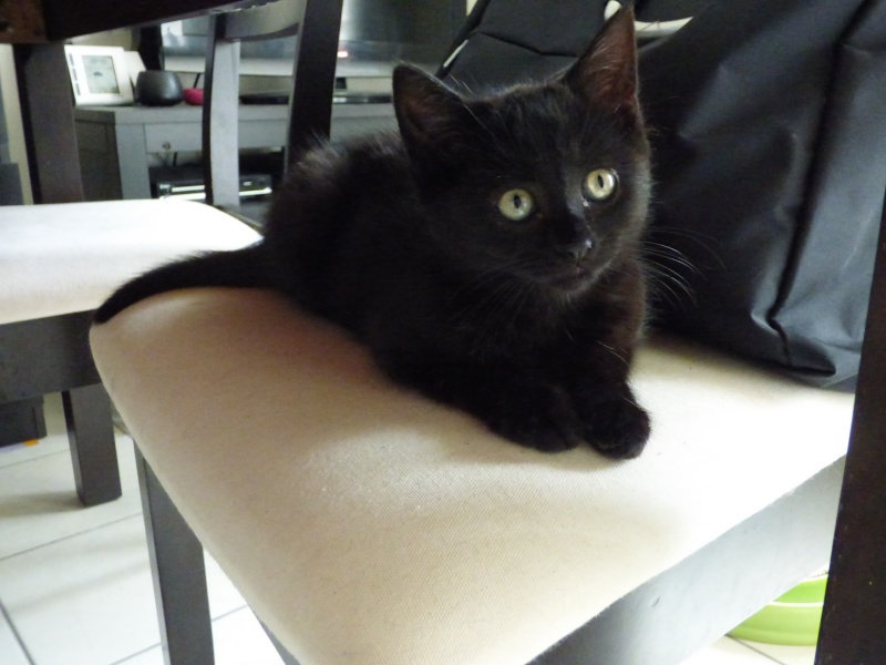 Tanagra, chaton femelle noire, née le 22 avril 2015 Tanagr11